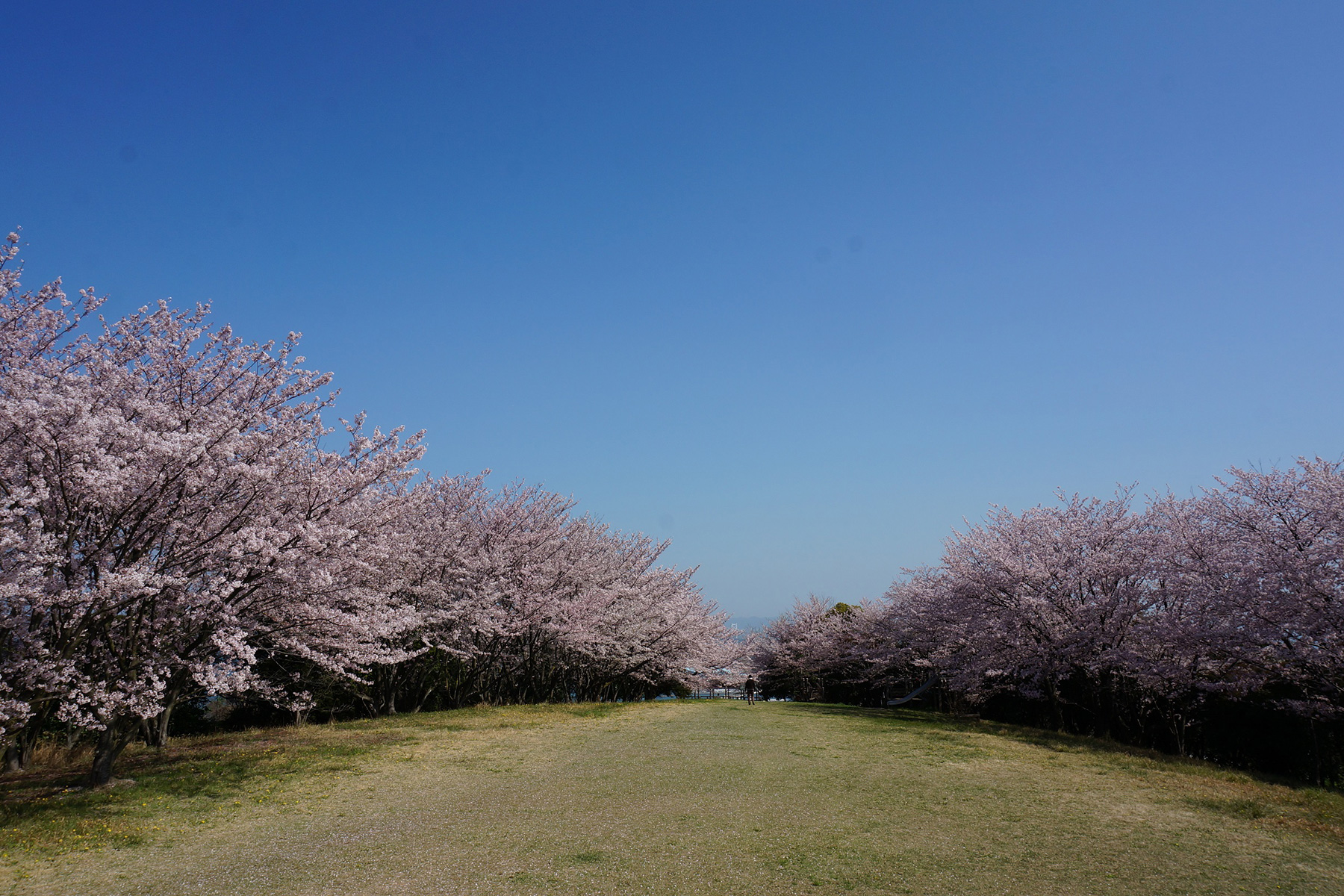 青の山山頂(春)